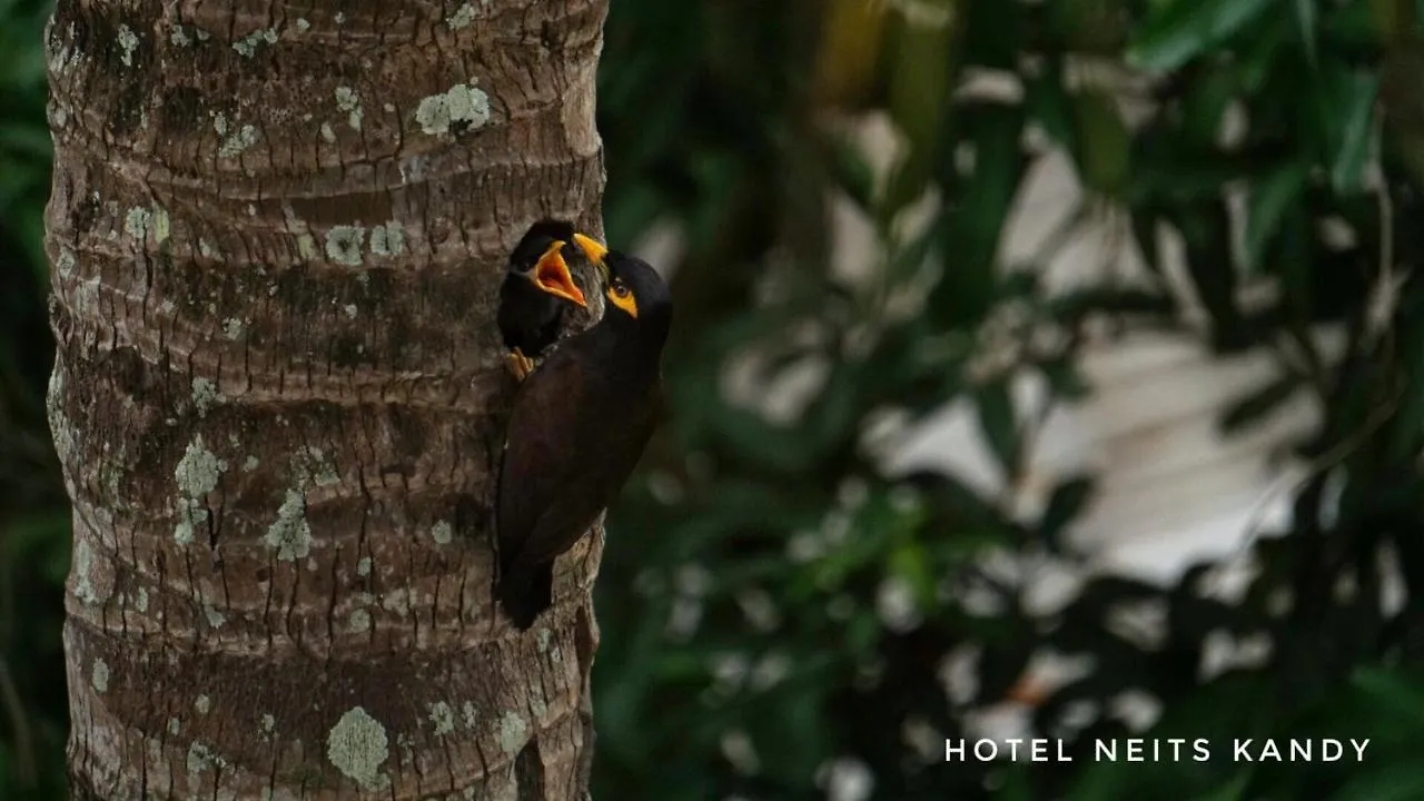 ***  Hotel Neits 71 Kandy Sri Lanka